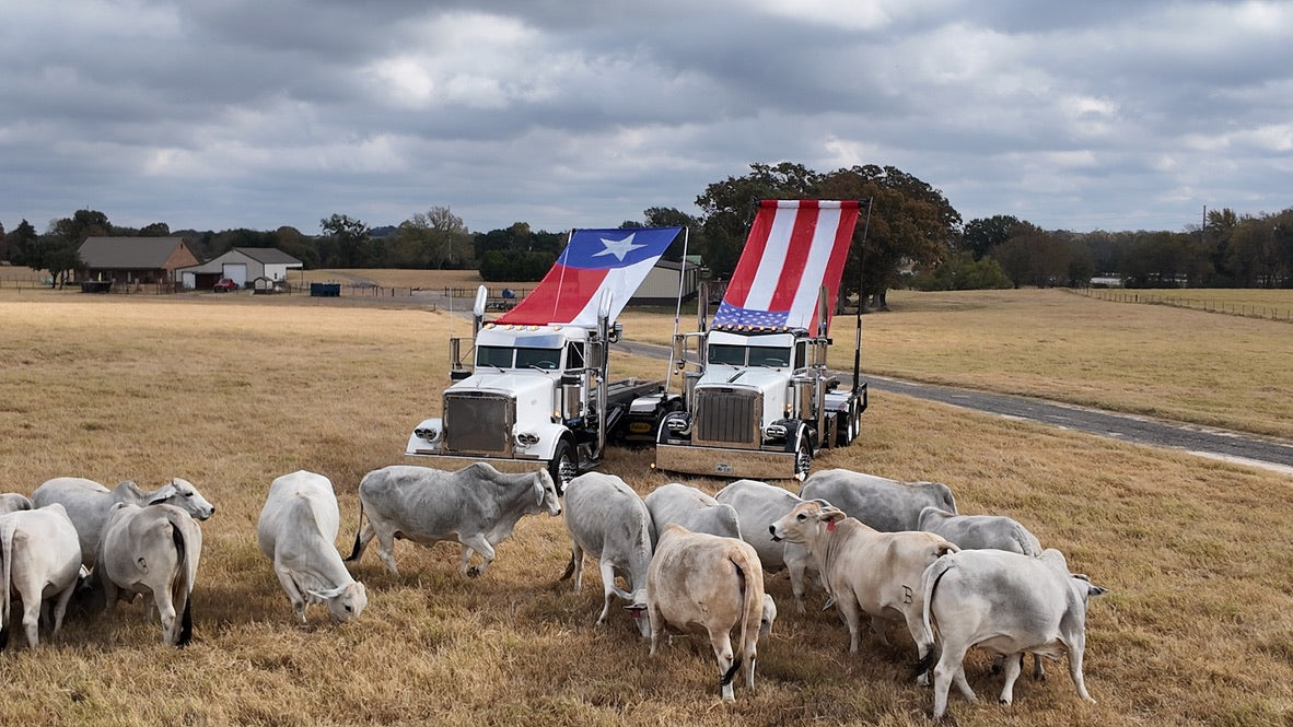 Two large trucks with American and Texas flags driving through a field with cows.